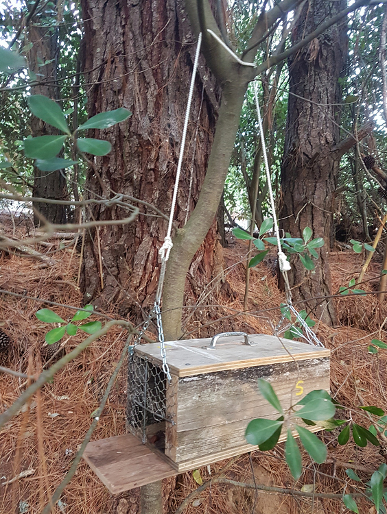 Enticing rats out of trees Help & Support TRAP.NZ Forums