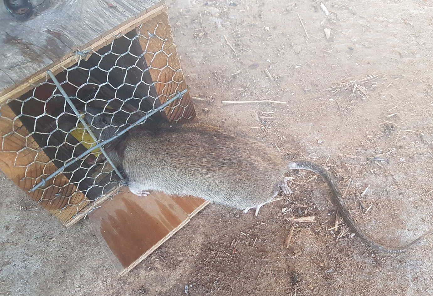 Enticing rats out of trees - Help & Support - TRAP.NZ Forums