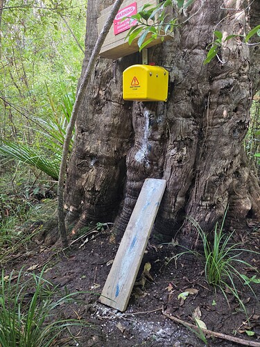Trap on tree above FT 1