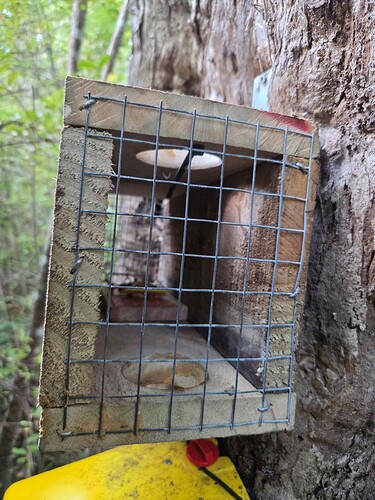 Trap on tree above FT 2