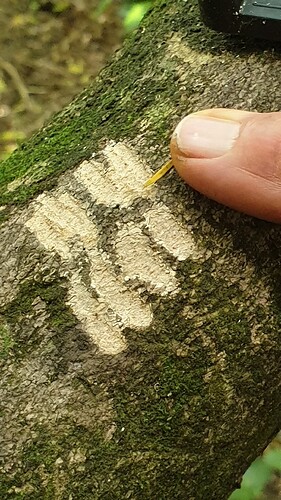 tree marks