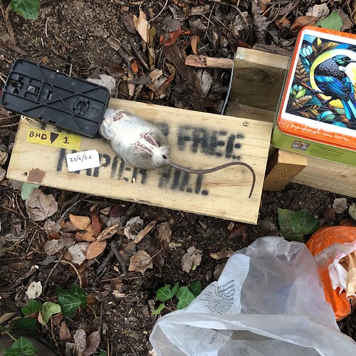 Mouse in bait cover trap