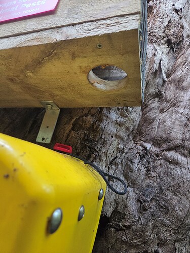 Trap on tree above FT 3