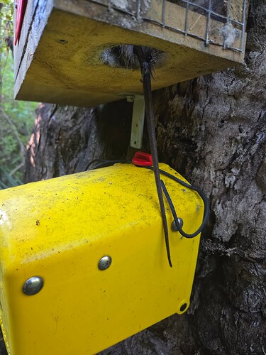 Ship rat caught in rat trap box