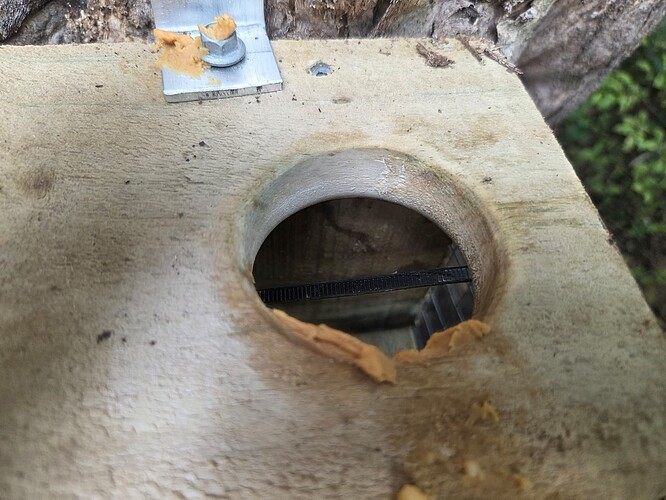 Trap on tree above FT 4