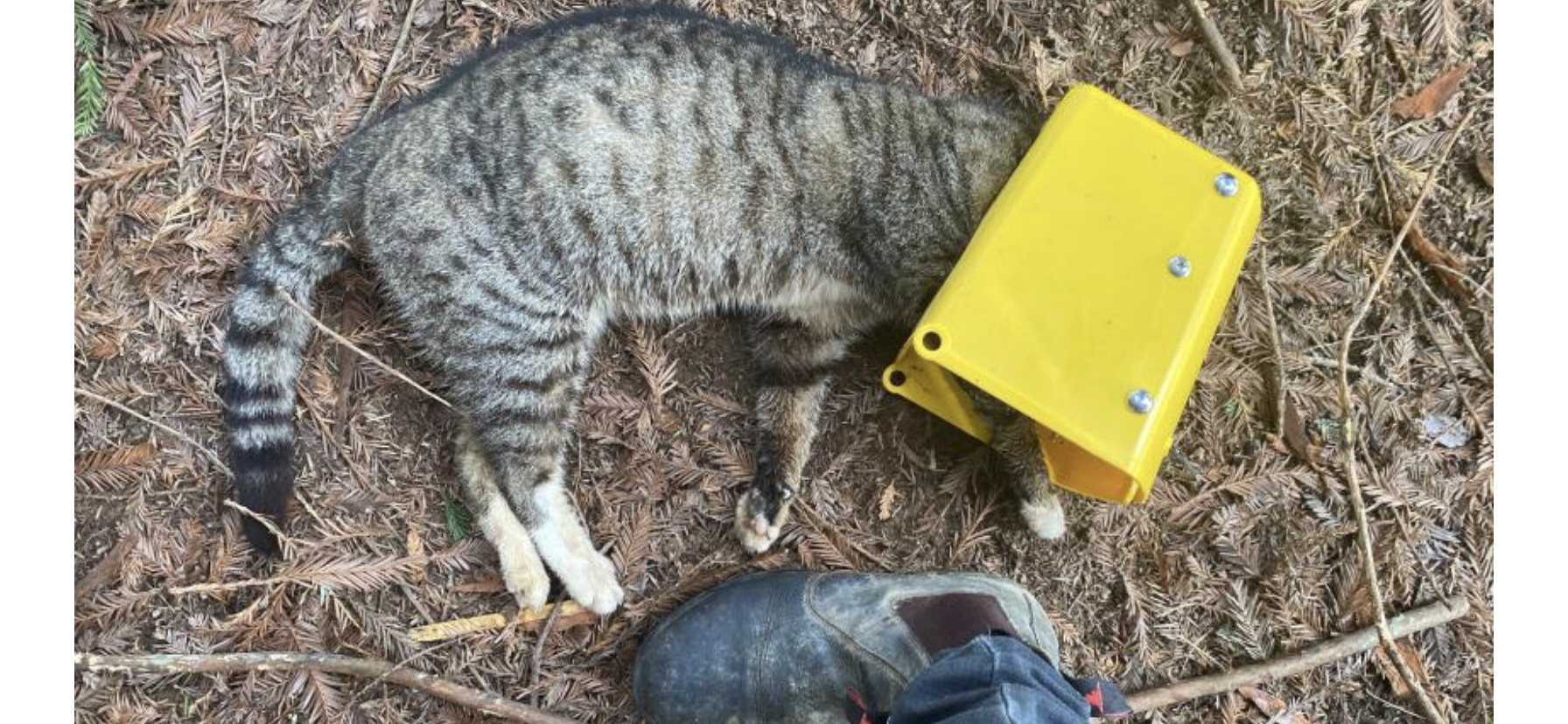 Feral Cat trapping with Timms - TRAP.NZ Forums
