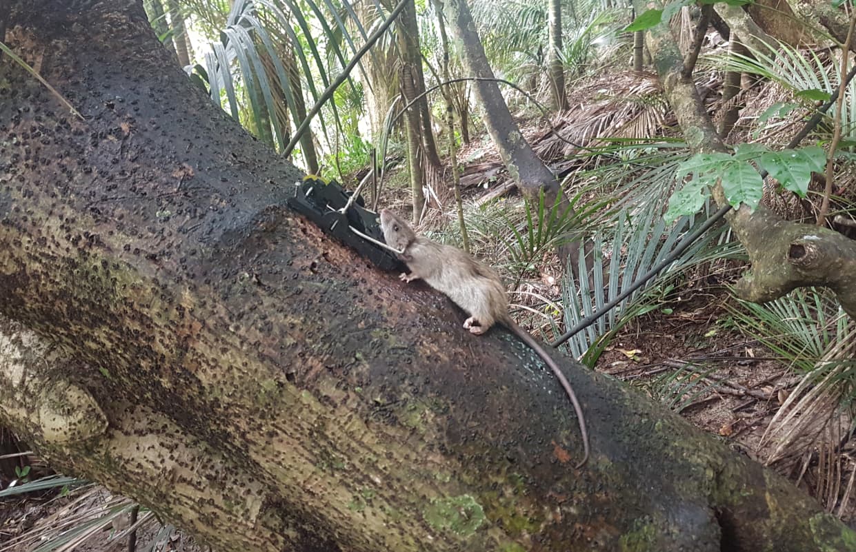 Troubleshooting tips: What to do when your rat trap isn't catching any rats  - Predator Free NZ Trust