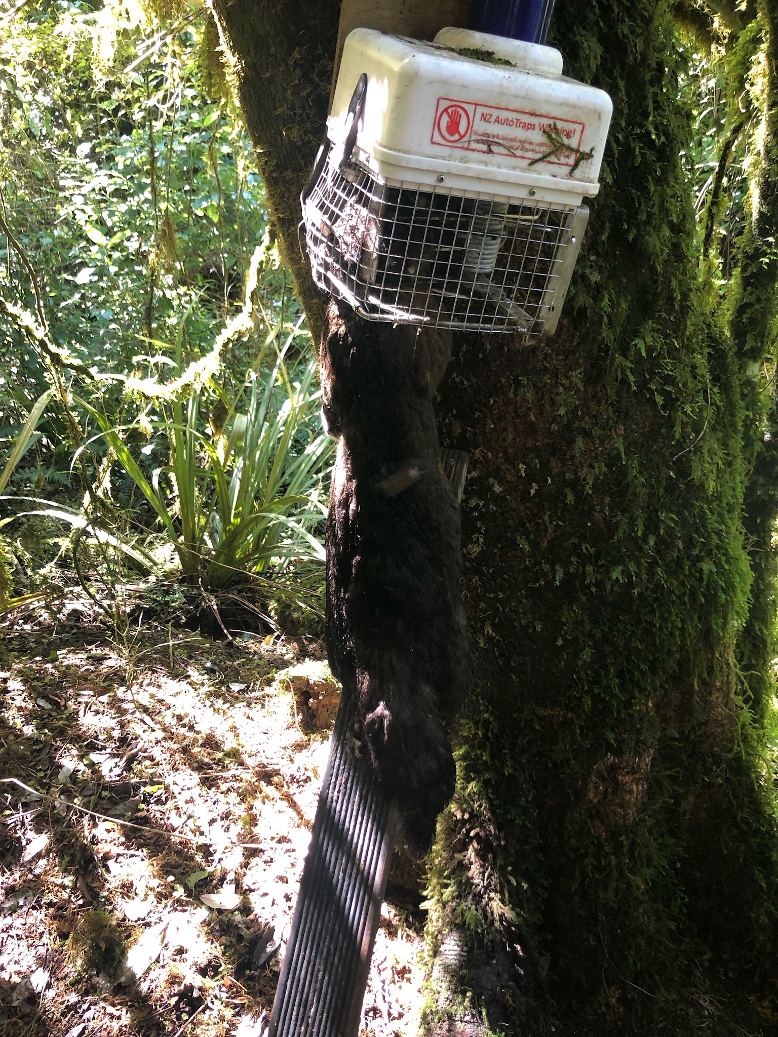AT220 Possum & Rat Trap – NZ AutoTraps