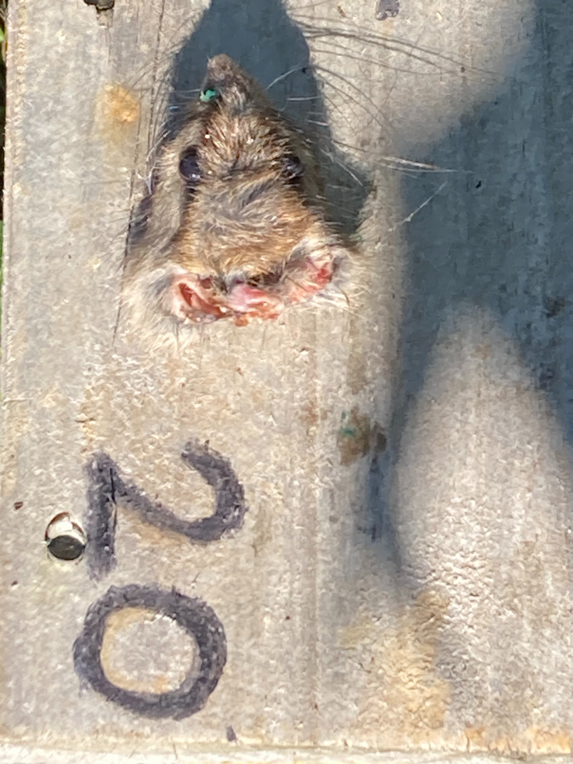 What Eats Rats On Sale Www aikicai