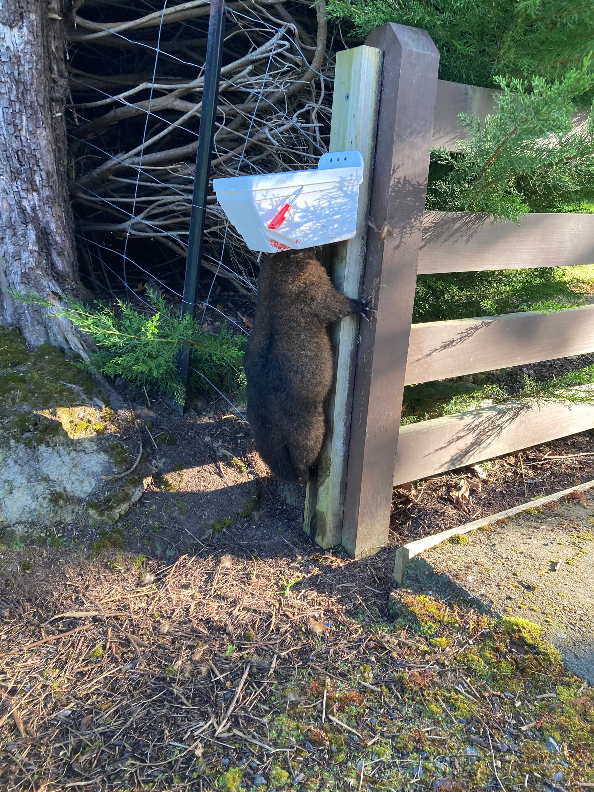 Rabbits caught in Timms - Predator Control strategy - TRAP.NZ Forums